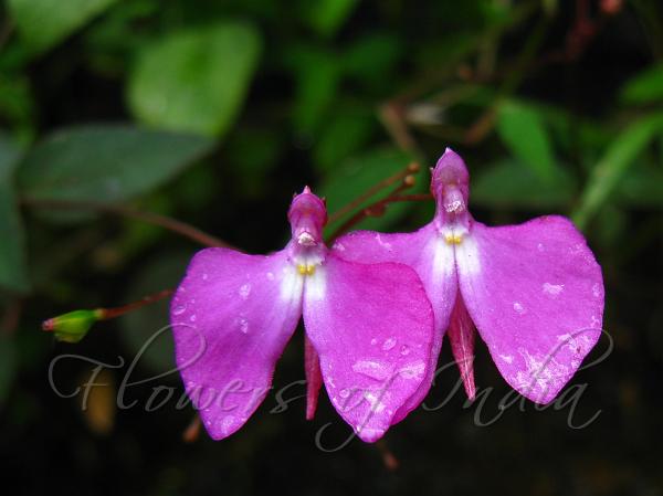 Sticky Balsam